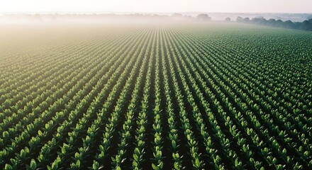 Vast Agricultural Field Under a Clear Sky.