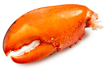 Boiled Lobster claw isolated on white background, Cooked Lobster claw on white With clipping path.