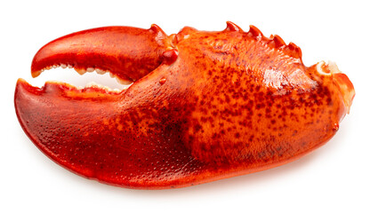 Boiled Lobster claw isolated on white background, Cooked Lobster claw on white With clipping path.