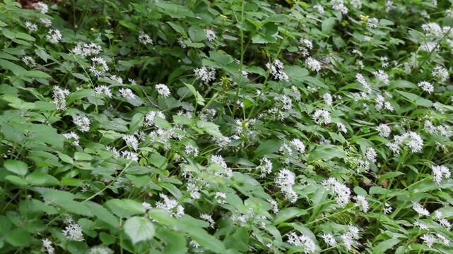 Sol forestier recouvert de fleurs d'ail des bois (ail sauvage, ail d'ours, ail des bois, Allium ursinum, Amaryllidaceae). Sc&egrave;ne printani&egrave;re en France.