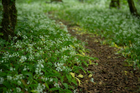Sol forestier recouvert de fleurs d'ail des bois (ail sauvage, ail d'ours, ail des bois, Allium ursinum, Amaryllidaceae). Sc&egrave;ne printani&egrave;re en France.