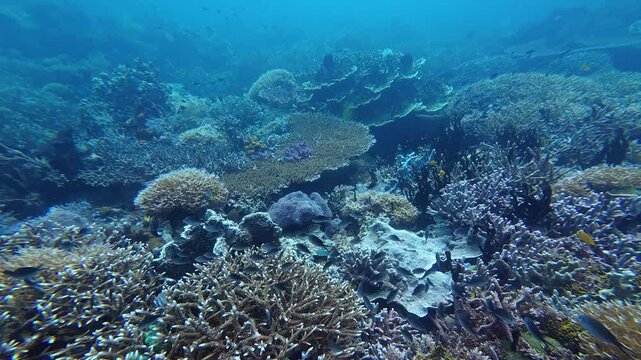 Maratua, Indonesia: Underwater footage of Sangalaki divesite in Maratua, Derawan Archipelago showing the colorful corals. 