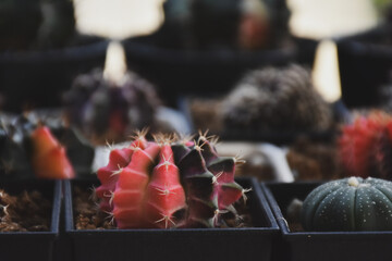 Little cactus on small pot, plant for decoration. Beautiful blooming cactus, selective focus blurred green nature background. Hobby during work from home concept.