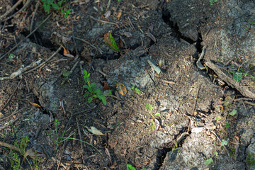 Cracked earth revealing dry soil and small plants climate change