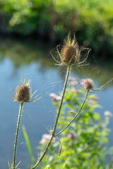Thistles with spider webs by a tranquil waterway