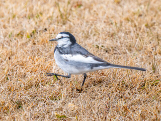 地面を歩くハクセキレイ