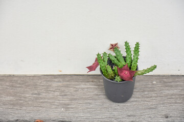Beautiful blooming cactus, selective focus blurred green nature background. Hobby during work from home concept