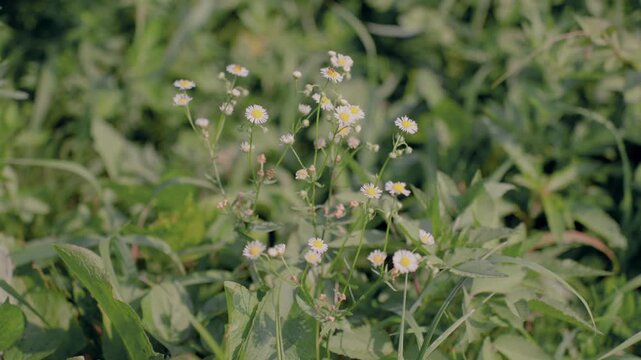Philadelphia fleabane / ハルジオン