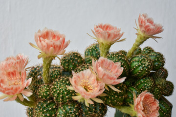 Beautiful blooming cactus, selective focus blurred green nature background. Hobby during work from...