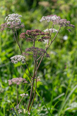 Wildflower cluster blooming in a sunlit meadow