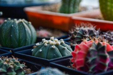 Little cactus on small pot, plant for decoration. Beautiful blooming cactus, selective focus blurred green nature background. Hobby during work from home concept.