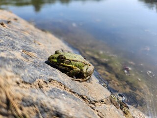 A small green frog sits on a rock at the edge of a sunlit body of water. The reflection of the sky shimmers on the water's surface, creating a peaceful, natural scene