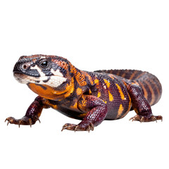 Obraz premium Colorful lizard with striking patterns and vibrant scales on white background, showcasing reptile beauty and detail