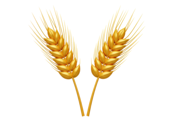Isolated golden wheat ears, symbol of agriculture, wealth, prosperity, harvest, health