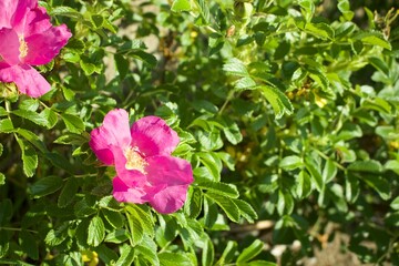 鮮やかに咲くハマナスのピンクの花