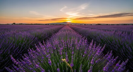 Lavender Field Sunset Landscape.