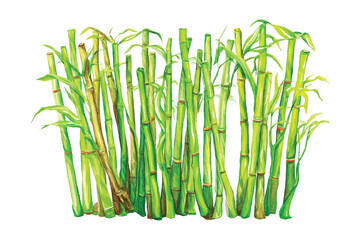 Obraz premium A vector Sugar cane field watercolor illustration on transparent background. Green plant art. Sugar cane stalks and leaves in a watercolor style. Isolated vector.
