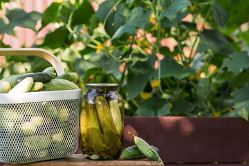 Fresh cucumbers in a basket and crispy pickled cucumbers in a transparent glass jar. Pickled cucumbers with dill and garlic. Delicious canned vegetables. Cucumbers for the winter.