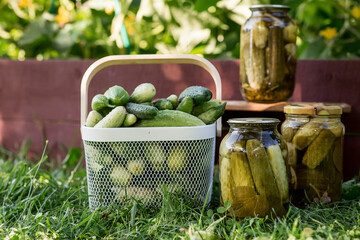 Fresh cucumbers in a basket and crispy pickled cucumbers in a transparent glass jar. Pickled cucumbers with dill and garlic. Delicious canned vegetables. Cucumbers for the winter.