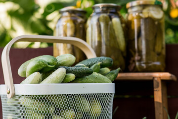 Fresh cucumbers in a basket and crispy pickled cucumbers in a transparent glass jar. Pickled cucumbers with dill and garlic. Delicious canned vegetables. Cucumbers for the winter.
