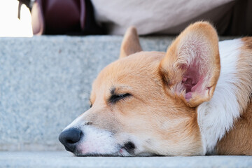 walking corgi dog in the city street, sitting on the stairs