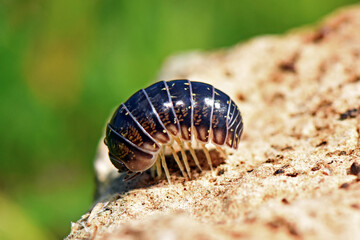 A macro photo of a pill bug (Schizidium fissum) curled into a defensive ball on a rough stone. This...