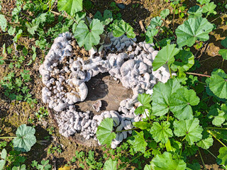 Tree stump with mushrooms surrounded by green leaves. Top-down view of a cluster of fungi growing...