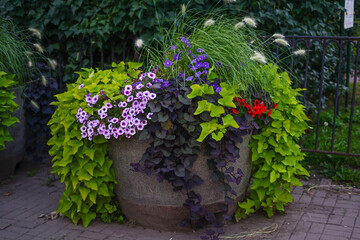 Colorful flower pot arrangement with various plants and foliage