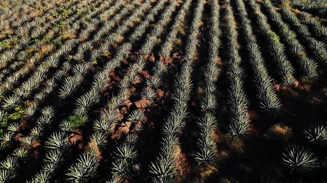 Aerial view of neatly organized rows of agave plants creating a textured pattern across the landscape, Jalisco, Mexico.