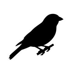 Obraz premium crow on a white background