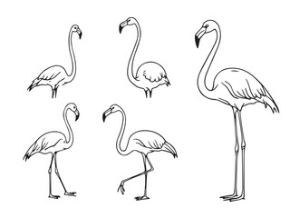 Obraz premium Flamingo line art illustration
