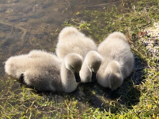 Baby Swans of Australia