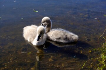 Baby Swans of Australia 2
