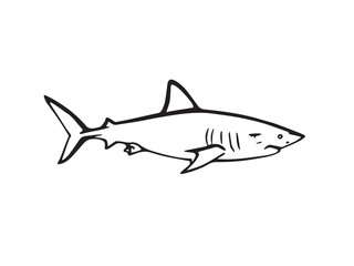 Great White Shark line art illustration