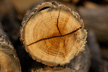 Detail of a log's cross-section, revealing natural texture and growth rings. It represents the essential preparation of firewood for a cozy, warm winter season.
