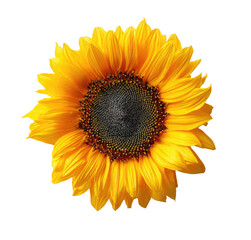Fototapeta premium Close-up of a vibrant yellow sunflower (1)