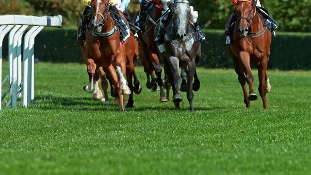 Super Slow Motion of Running Horses on Derby in Detail of Horses Legs. Filmed on High Speed Cinema Camera, 1000 fps. Outdoor Race.