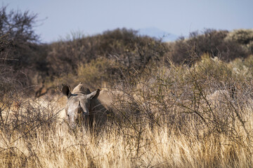 Naklejka premium Rhinocéros blanc dans la savane en Namibie