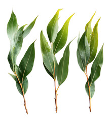 Fototapeta premium Close-up of three sprigs of vibrant green leaves against a dark background. 