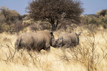 Fototapeta premium Rhinocéros blancs dans la savane 