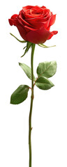 Vibrant red rose with green leaves on a dark background
