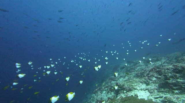 Maratua, Indonesia: Underwater footage of diving in Channel dive site also known as big fish country, in Maratua, Derawan Archipelago