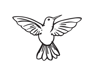 Hummingbird line art illustration