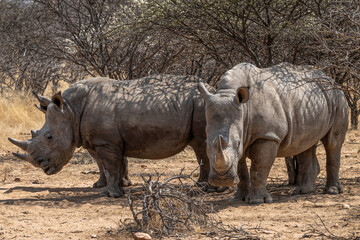 Fototapeta premium Groupe de rhinocéros blancs à l'ombre d'un acacia