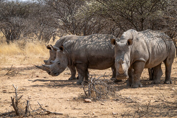Obraz premium Groupe de rhinocéros blancs à l'ombre d'un acacia
