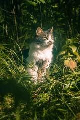 A cat is sitting among the grass in an autumn park with a very important expression on its face.