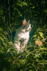 A cat is sitting among the grass in an autumn park with a very important expression on its face.
