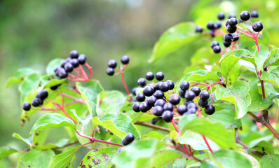 The berries of cornus sanguinea ripen on the branch of the bush.