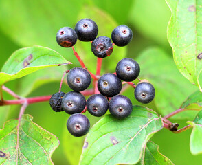 The berries of cornus sanguinea ripen on the branch of the bush.