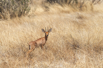 Antilope dik-dik en Namibie